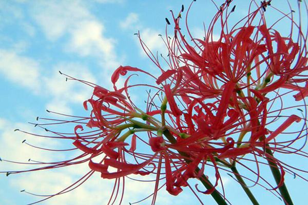 什么叫茶花武瓣 茶花文武瓣怎么区分